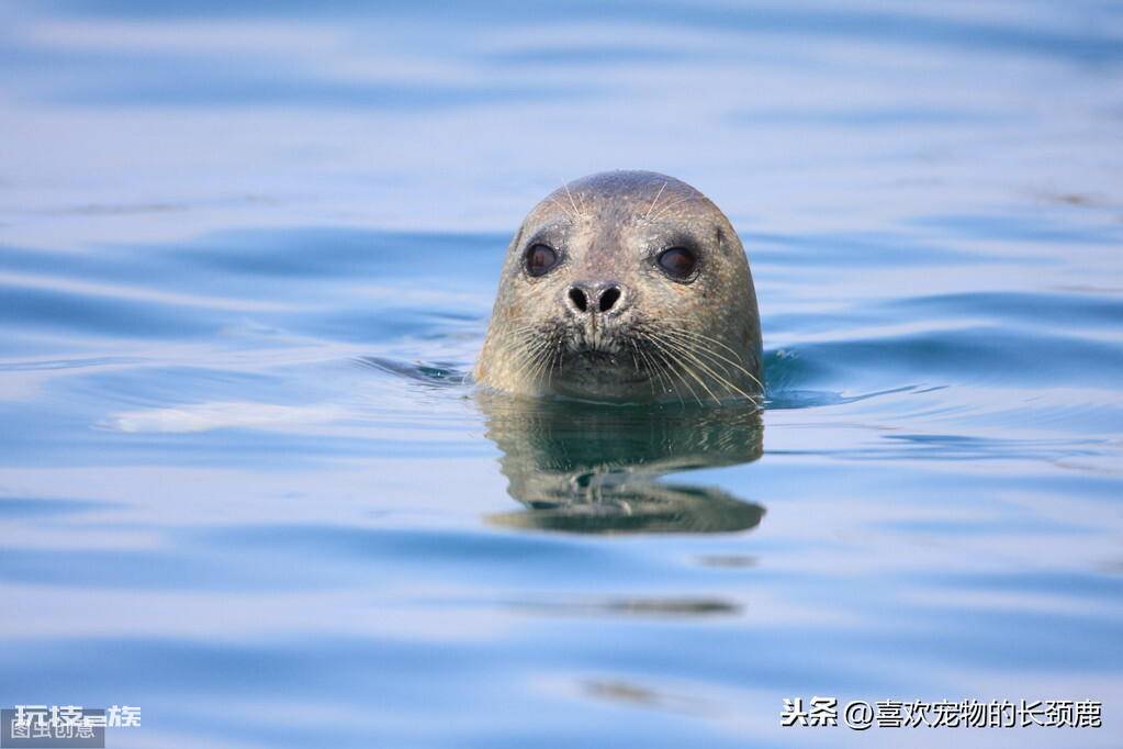 海洋动物海豹是哺乳动物吗(海豹属于什么繁衍种类的动物)-图片1